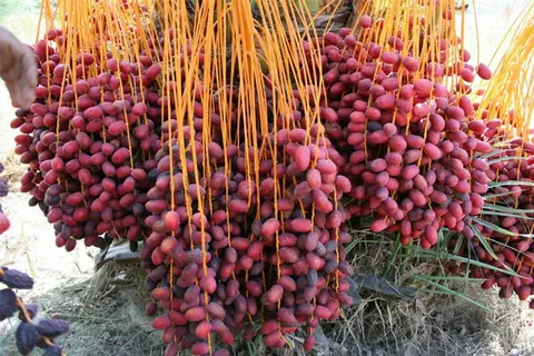 تصویر 2 از قیمت خرید خرما پیارم اهواز عمده به صرفه و ارزان